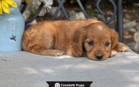 Female Mini Golden Retriever Pup - Willow