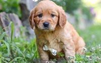 Male Mini Golden Retriever Pup - Ryan
