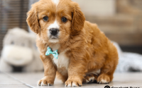 Male Mini Golden Retriever Pup - Bear