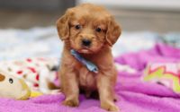 Male Mini Golden Retriever Pup - Juniper