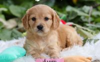 Female Mini Golden Retriever Pup - Aspen