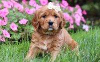 Female Mini Golden Retriever Pup - Bella