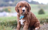 Male Mini Golden Retriever Pup - Buddy