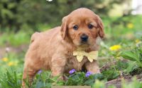 Male Mini Golden Retriever Pup - Craig