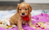 Male Mini Golden Retriever Pup - Frost