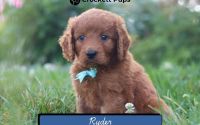 Male Mini Golden Retriever Pup - Ryder