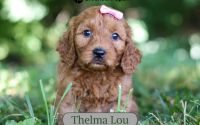 Female Mini Golden Retriever Pup - Thelma Lou