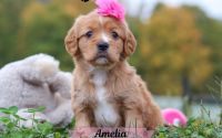 Female Mini Golden Retriever Pup - Amelia