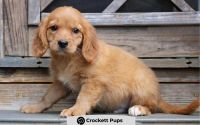 Male Mini Golden Retriever Pup - Duke