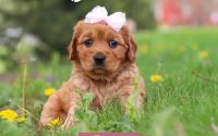 Female Mini Golden Retriever Pup - Suzanna