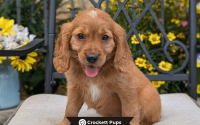 Male Mini Golden Retriever Pup - Charlie