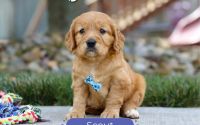 Male Mini Golden Retriever Pup - Scout