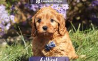 Male Mini Golden Retriever Pup - Gilbert
