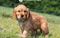 Male Mini Golden Retriever Pup - River