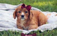 Female Mini Golden Retriever Pup - Roxy