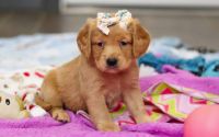Female Mini Golden Retriever Pup - Solstice