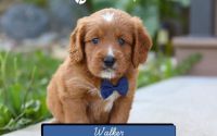 Male Mini Golden Retriever Pup - Walker