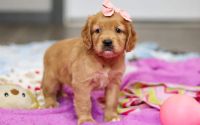 Female Mini Golden Retriever Pup - Flurry