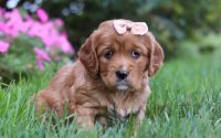 Female Mini Golden Retriever Pup - Bailey