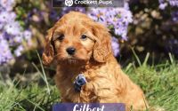 Male Mini Golden Retriever Pup - Gilbert