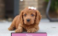 Female Mini Golden Retriever Pup - Penny