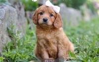 Female Mini Golden Retriever Pup - Riley
