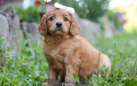 Female Mini Golden Retriever Pup - Riley