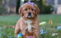 Female Mini Golden Retriever Pup - Daisy