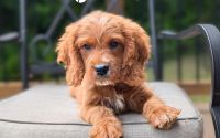 Male Mini Golden Retriever Pup - Strider