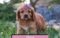 Female Mini Golden Retriever Pup - Minnie