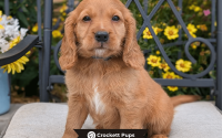 Male Mini Golden Retriever Pup - Charlie