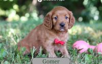 Male Mini Golden Retriever Pup - Gomer