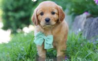 Male Mini Golden Retriever Pup - Kurt