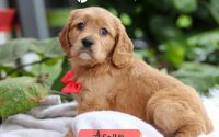 Male Mini Golden Retriever Pup - Acorn