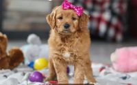 Female Mini Golden Retriever Pup - Violet