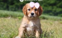 Female Mini Golden Retriever Pup - Blossom