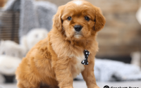 Male Mini Golden Retriever Pup - Buddy