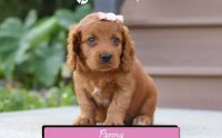 Female Mini Golden Retriever Pup - Penny