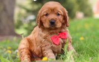 Male Mini Golden Retriever Pup - Ayden