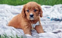 Male Mini Golden Retriever Pup - Wilson