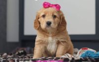 Female Mini Golden Retriever Pup - Daffodil