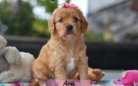 Female Mini Golden Retriever Pup - Ava