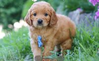 Male Mini Golden Retriever Pup - Charlie