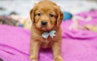 Male Mini Golden Retriever Pup - Holiday