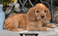 Female Mini Golden Retriever Pup - Willow