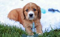 Male Mini Golden Retriever Pup - Kyle