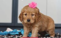 Female Mini Golden Retriever Pup - Lily