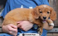 Male Mini Golden Retriever Pup - Buddy