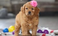 Female Mini Golden Retriever Pup - Indigo