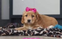 Female Mini Golden Retriever Pup - Daffodil